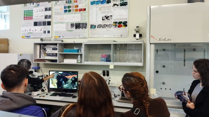 Polarised-light-stereomicroscopy